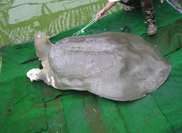 xác nhận cụ rùa hồ Hoàn Kiếm (hồ Gươm) đã chết vào khoảng 16g30