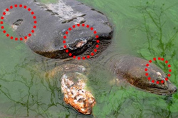 xác nhận cụ rùa hồ Hoàn Kiếm (hồ Gươm) đã chết vào khoảng 16g30